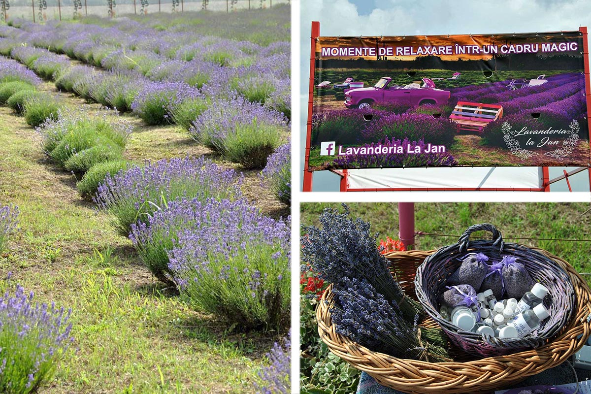 Lavender fields - now